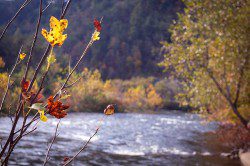 Stream by Black Bear Lodge