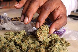 marijuana-drugs